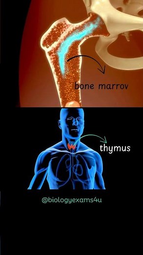 What are Primary Lymphoid Organs?