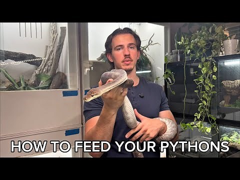 The BEST Way To Feed Your Pythons!