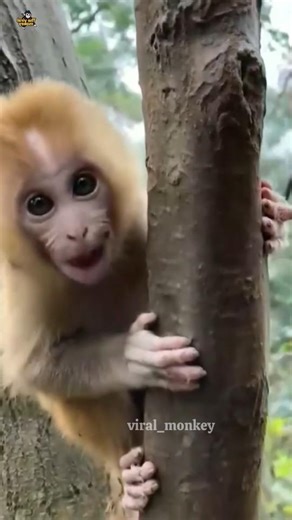 Lonely Baby Monkey’s Sweet Call 🥺🐒 #monkey #shorts