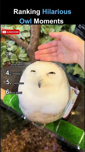 Ranking the Funniest Owl Moments Ever 🦉