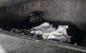 Baby Calves Taken Away From Their Mothers Shows the Truth Behind the Dairy Industry (VIDEO)