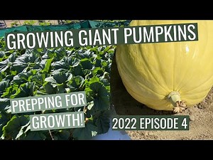Growing Giant Pumpkins - 2022 Episode 4 Prepping for Growth