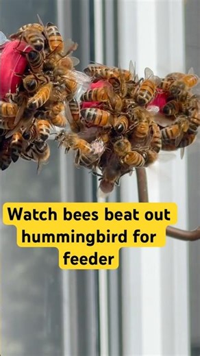 Honey bees vs hummingbird #youtubeshorts #bees #photography