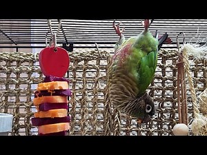 7 hours of conure parakeet singing and calling sounds