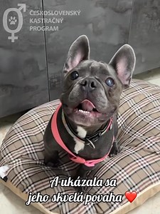 782K views · 10K reactions | DONUT - PSÍK, KTORÝ MAL BYŤ UTRATENÝ PRE...