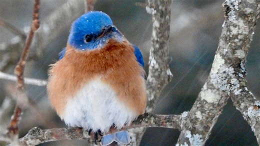 Bluebirds take centerstage at NYS Bluebird Society Conference April 25