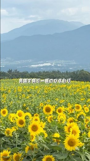 【山梨・明野ひまわり畑🌻】 夏の光と風が、全部ここにあった。📍山梨県 北杜市 明野サンフラワーフェス 約60万本のひまわりが咲き誇る夏の名所！#明野ひまわり畑 #ひまわり畑 #夏旅 #山梨旅行
