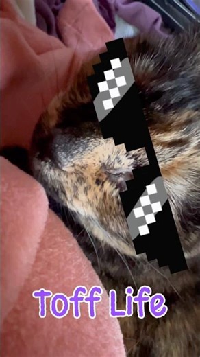 Purrs and bites #shorts #cat