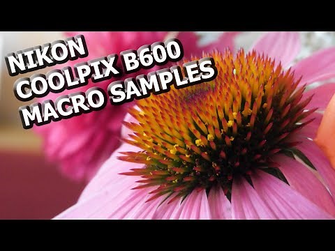 Nikon Coolpix B600 Macro Samples