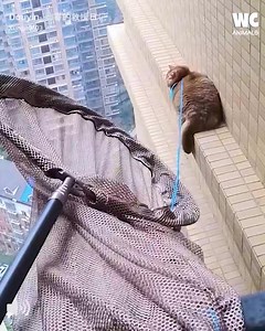 Saving a cat on the 20th floor | Watercooler Animals