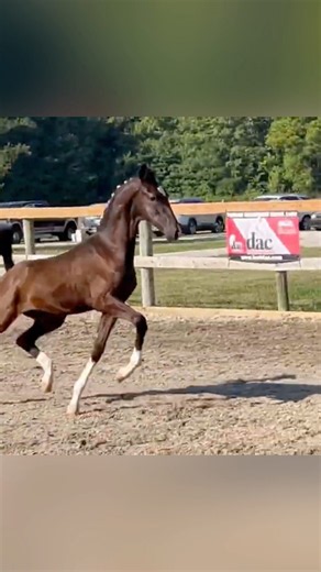 T-Jay C by Melody Acres MyQuest x Plain’s Liberator at the Indiana Harness horse keuring 2023