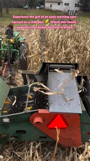 Early Morning Corn Harvest! 🥶 Satisfying Old-School Corn Picker in Action #farming #farmer ##village