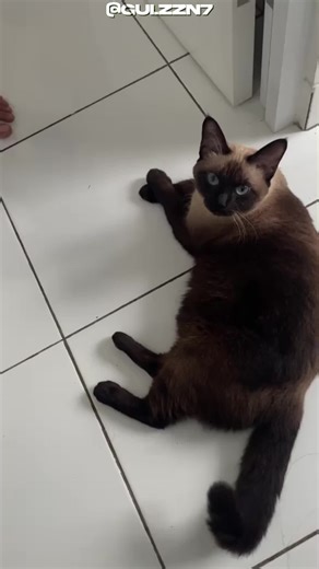 Gatinho sialata. #siamese #gatos #pets #curiosidades