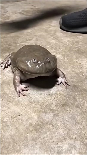 screaming Budget's Frog 🐸 #frog