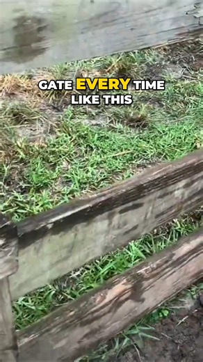 343K views · 6.1K reactions | Hello folks, today I want to show you a behind the scenes at the farm. It's always interesting with Cecil, our giant Aldabra tortoise. | Florida Iguana and Tortoise Breeders | Facebook