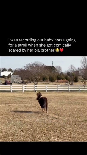 I was recording our baby horse going for a stroll when she got comically scared by her big brother🥹