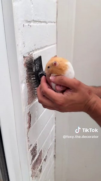 How to fix peeling paint on brickwork like a pro 🧱💪 #brickrepair #masonry #DIY #homerenovation #foxythedecorator