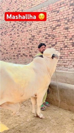 Mashallha #🥹😀Qurbani ka janwar lailiya hai #Mashallha #unfrizemyaccount