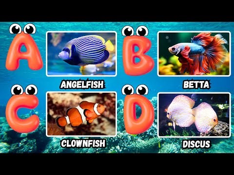ABC Fish Song for Kids Learn A to Z Fish Names Fun Alphabet Song for Children