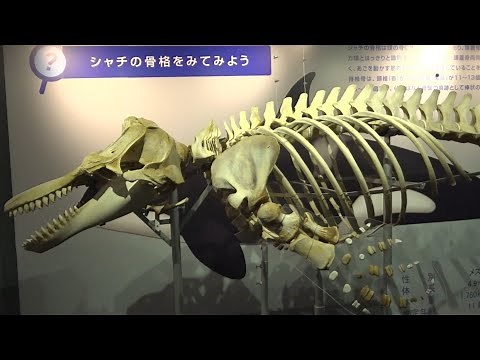 シャチ の 骨格標本（2020/01/26撮影)