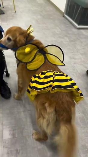 The Doggie BOO-gade scares up some fun! - Akron Children's video