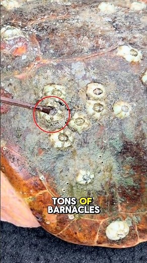 They Removed The Barnacles On this Turtles Shell and It was Satisfying