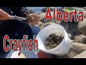 Alberta Crayfish Hunting