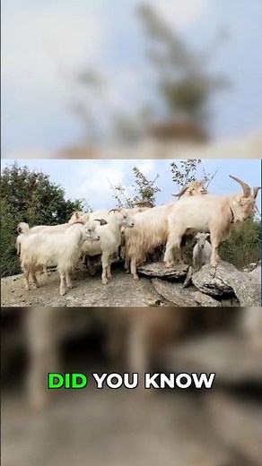 Why Do These Goats Act Like Dramatic Humans? 😱🐐