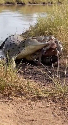 Python vs Crocodile: Brutal Tug-of-War Over Newborn Wildebeest