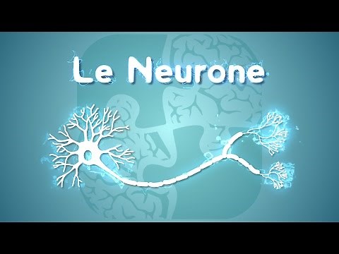Neurolexique #1 - Le Neurone