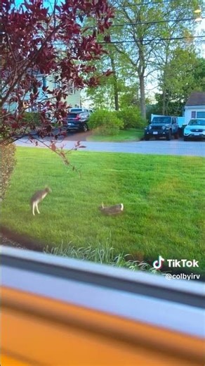 Bunny Rabits Playing a Wholesome Game of Tag