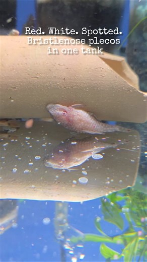 Red, white and spotted bristlenose plecos in one tank #pleco #aquariumhobby #plecobreeding