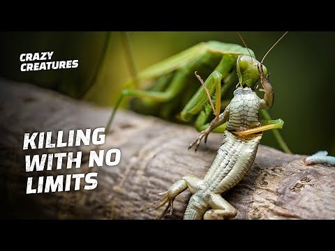 Praying Mantises Are Killing Machines
