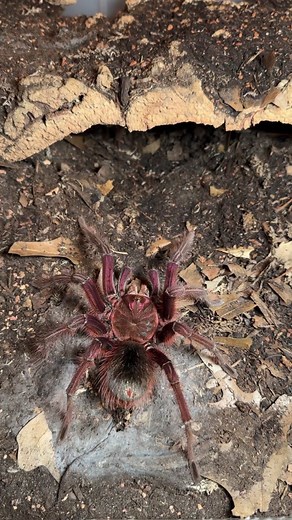 Tarantula Mating Success: A Closer Look at Breeding