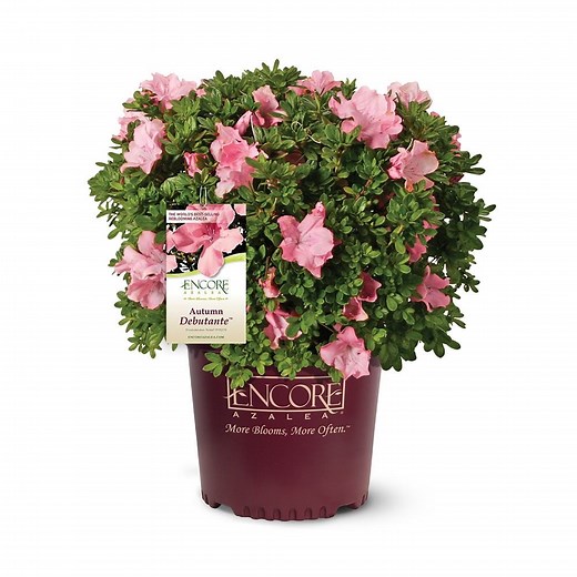 Encore Azalea Autumn Debutante (1 Gallon) Pink Flowering Shrub - Full Sun Live Outdoor Plant