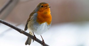 Quels sont les oiseaux chanteurs ?