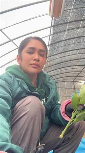 Farmer in Japan #fyp #angiegabor #japanfarmer #fypシ