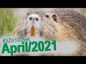 Salzgitter in 100 Sekunden - #4 April 2021