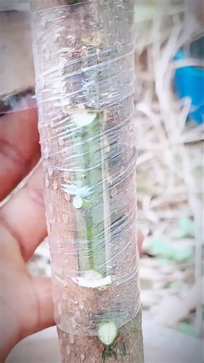 Mango budding technique #graftingtechnique #fruittreegrafting #mangotreeGrafting #grafting