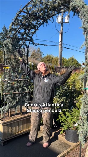 West Seattle Nursery on Instagram: "This Weeping Blue Atlas Cedar arch (Cedrus atlantica glauca pendula) is a sight to see! They thrive in full sun and are drought tolerant once established. 🔗 Explore our full 2026 conifer list from the link in our bio! *Please note that availability may vary as we may not receive all items ordered, and some quantities may be limited. We recommend calling ahead or emailing our buyer to confirm availability. #westseattlenursery #conifer #conifers #arch"