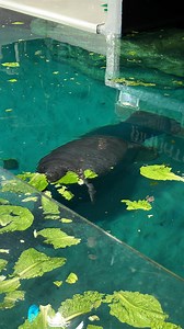 The Seas in EPCOT welcome a new manatee, Tanimura! Tanimura moved in two days ago and believed to be about a year old, weighing around 300 pounds! Are you excited to see a new manatee in The Seas? Let us know in the comments! For more information on these new friends, read our article on WDWNT.com! #disneyparks #waltdisneyworld #disney #disneyworld #magickingdom #wdw #epcot #theseaswithnemoandfriends #manatee #aquarium #marinelife #fish #tanimura #disneymanatee | WDW News Today
