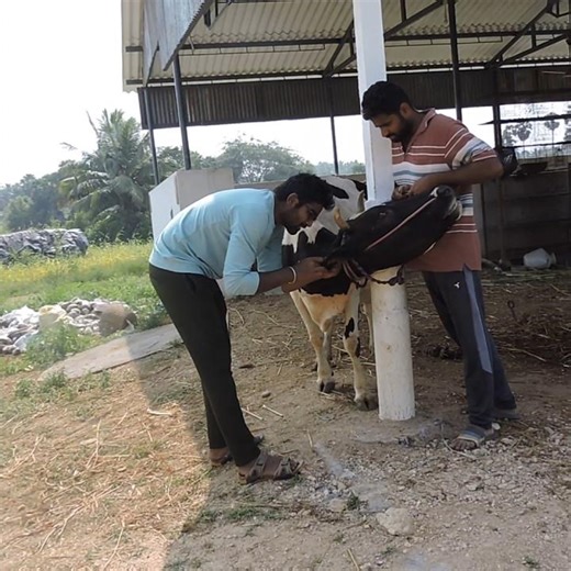 Pregnancy kit test for cows | worth 👍or not👎 #cow #cows #cowvideos #pets #buffalo #animals #shorts