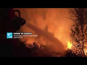 Down To Earth: Eucalyptus trees under fire