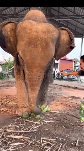 Smart Elephants Show Incredible Skills 🐘✨