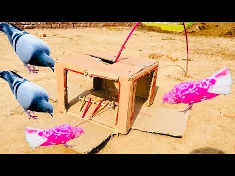 How To Make a Bird Trap With Using Cardboard Box New Technique | 3 Gate Pigeon Trap | Kabooter Trap