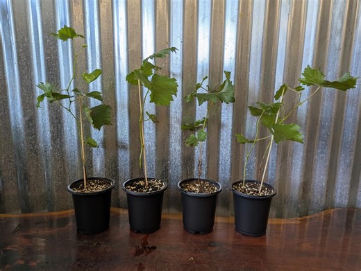 Red Catawba Grape Vine Live Plant - 8-12"" Tall - - Vitis Labrusca - Sweet Red Wine - Etsy