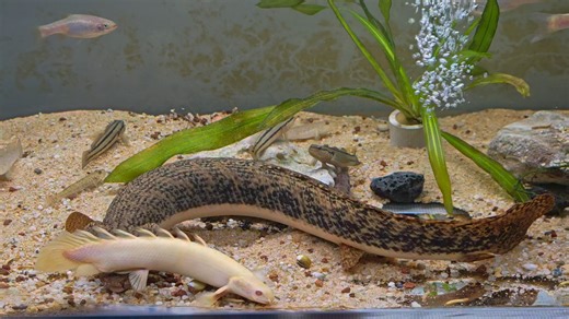 喀麦隆恐龙喂食——同缸拟细鲫、纹缟虾虎、尖头塘鳢