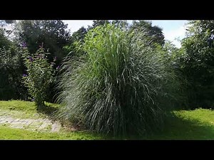 PAMPAS GRASS Burning Results