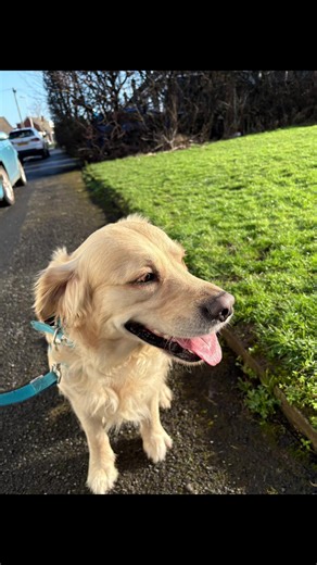 Duke is my first actual client for dog training/behaviour. I have never enjoyed a job so much as being able to get through to canines that actually there is nothing to fear and that they can relax around what was once a terrible experiance! ❤️ #training #behaviour #fyp #dogs #fypシ゚viral🖤tiktok