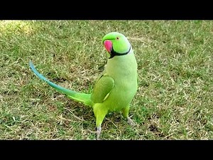 Happy Parrot Sounds